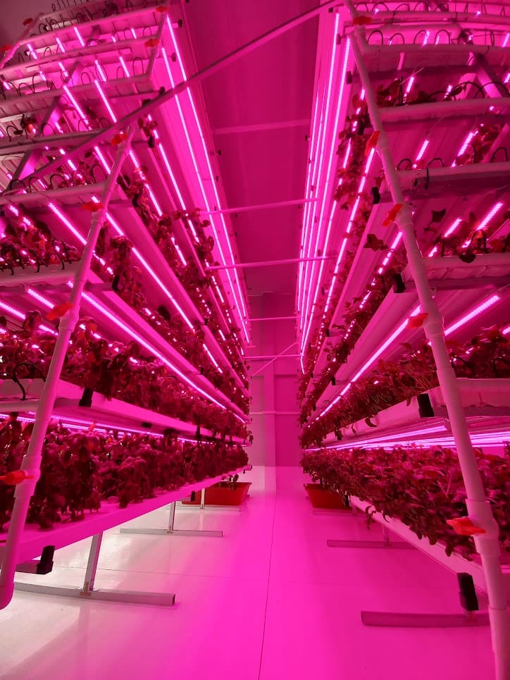 Indoor hydroponic garden